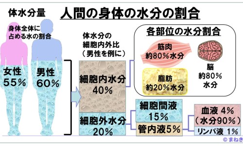 白灵芝的价格